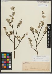 Foto von Salix appendiculata Vill.